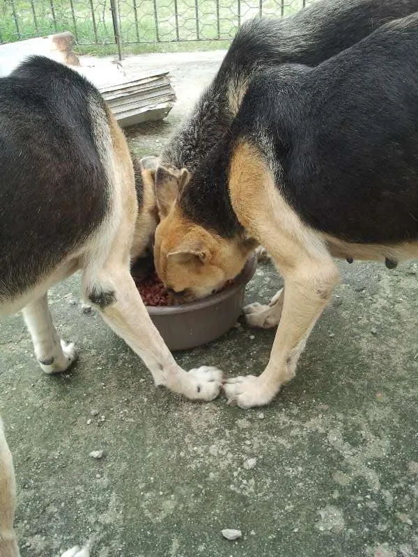 Cachorro ra a Pastor Alemão idade 5 anos nome Lucky, Laika e Piru