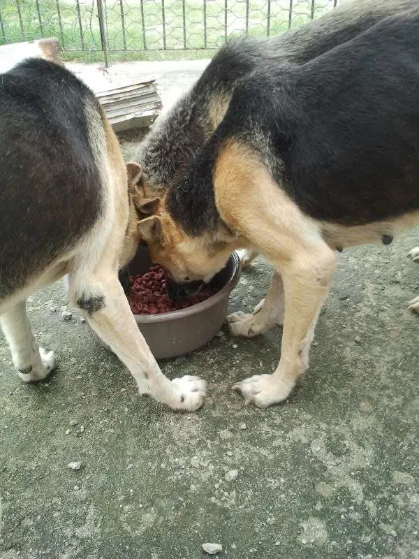 Cachorro ra a Pastor Alemão idade 5 anos nome Lucky, Laika e Piru