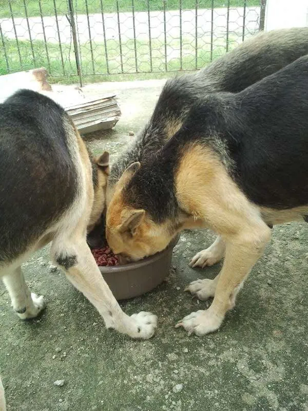 Cachorro ra a Pastor Alemão idade 5 anos nome Lucky, Laika e Piru