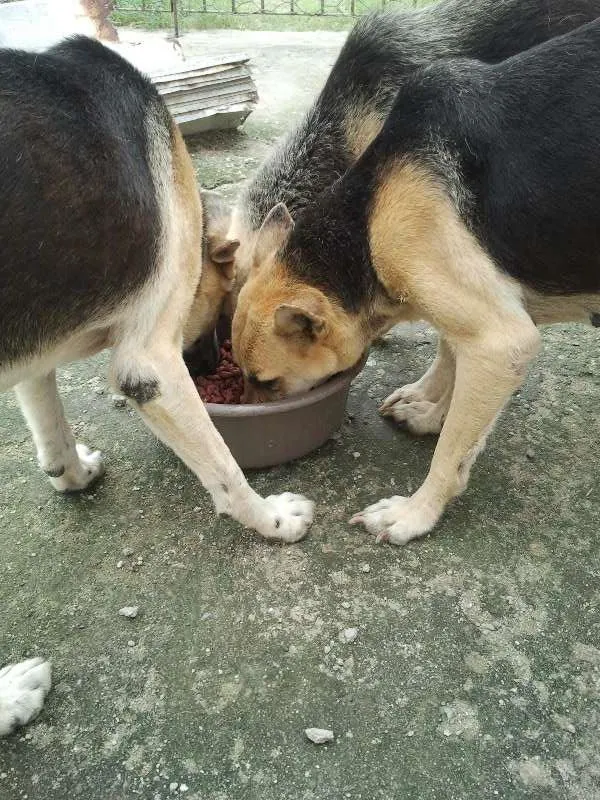 Cachorro ra a Pastor Alemão idade 5 anos nome Lucky, Laika e Piru