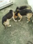 Lucky, Laika e Piru