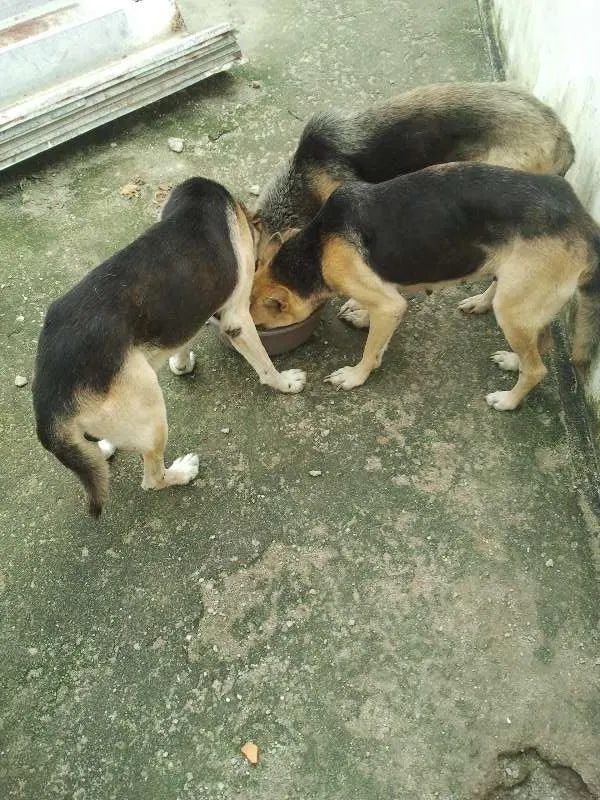 Cachorro ra a Pastor Alemão idade 5 anos nome Lucky, Laika e Piru