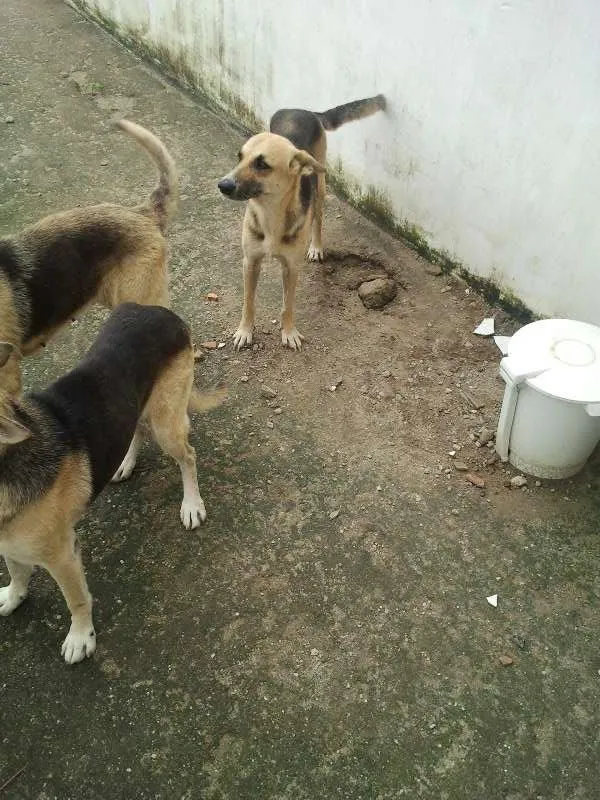 Cachorro ra a Pastor Alemão idade 5 anos nome Lucky, Laika e Piru