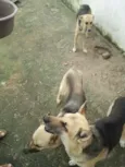 Lucky, Laika e Piru