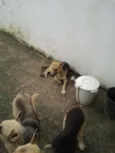 Lucky, Laika e Piru