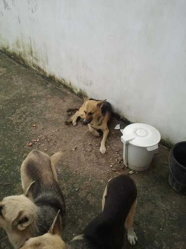 Cachorro ra a Pastor Alemão idade 5 anos nome Lucky, Laika e Piru