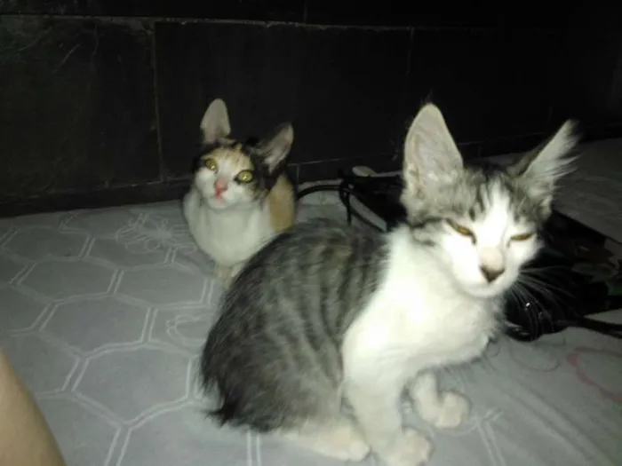 Gato raça  idade 2 a 6 meses nome nina e  nemo
