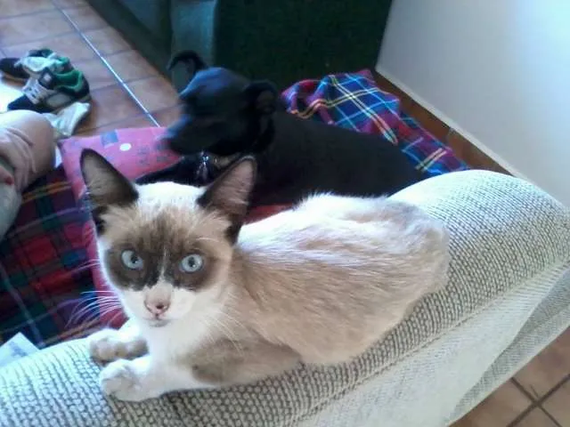 Gato ra a SRD idade 2 a 6 meses nome Bilbo