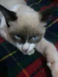 Bilbo