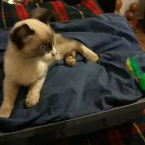 Gato ra a SRD idade 2 a 6 meses nome Bilbo