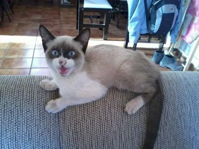 Gato ra a SRD idade 2 a 6 meses nome Bilbo