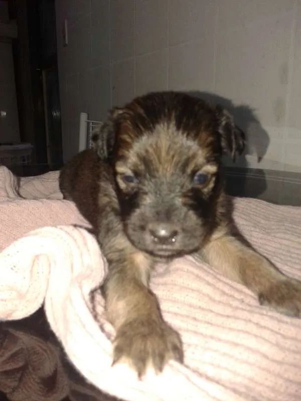 Cachorro ra a vira lata idade Abaixo de 2 meses nome sem nome
