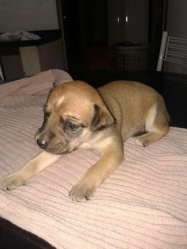 Cachorro ra a vira lata idade Abaixo de 2 meses nome sem nome