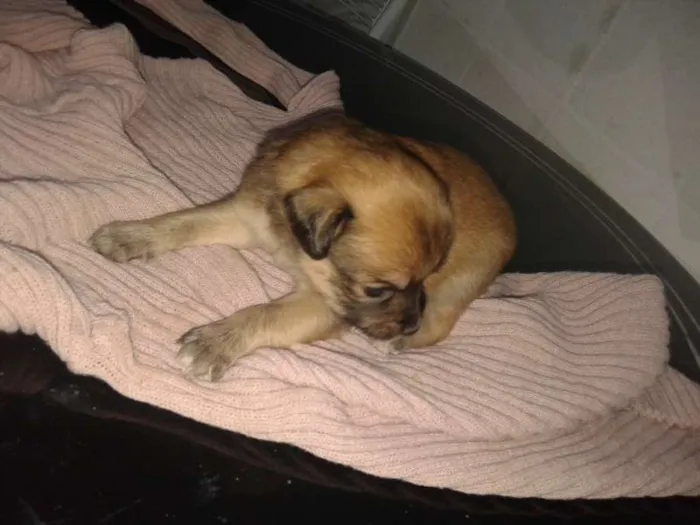 Cachorro ra a vira lata idade Abaixo de 2 meses nome sem nome