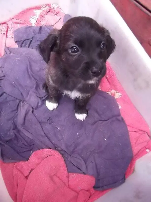 Cachorro ra a SRD idade Abaixo de 2 meses nome  Nika ,Vida Loka