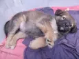 Nika ,Vida Loka