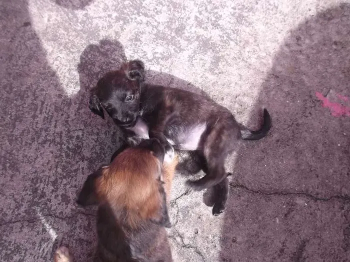 Cachorro ra a SRD idade Abaixo de 2 meses nome  Nika ,Vida Loka