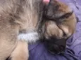 Nika ,Vida Loka