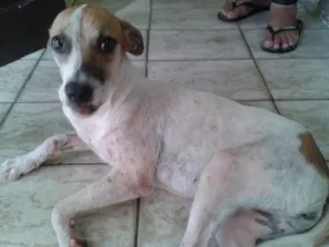 Cachorro raça Sem raça definida idade 2 a 6 meses nome Caramelo