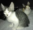 nina e  nemo