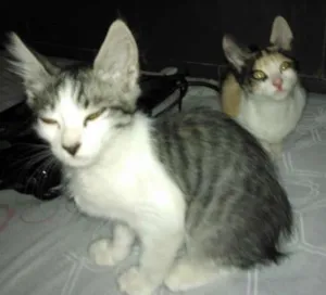 Gato raça  idade 2 a 6 meses nome nina e  nemo