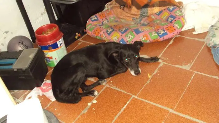 Cachorro ra a SRD idade 2 anos nome Pretinho
