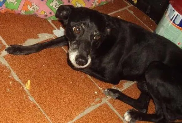 Cachorro ra a SRD idade 2 anos nome Pretinho