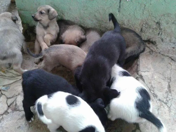 Cachorro ra a SRD idade 2 a 6 meses nome filhotes