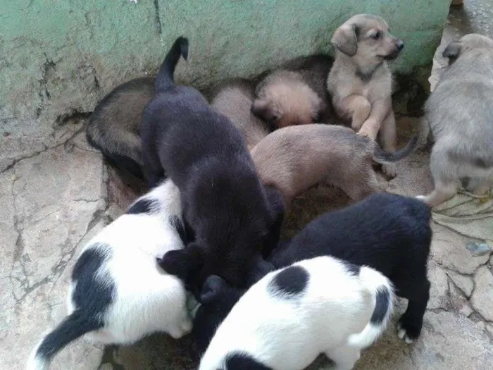 Cachorro ra a SRD idade 2 a 6 meses nome filhotes
