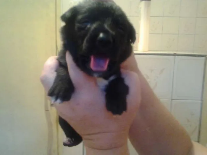 Cachorro ra a SRD idade  nome Henry