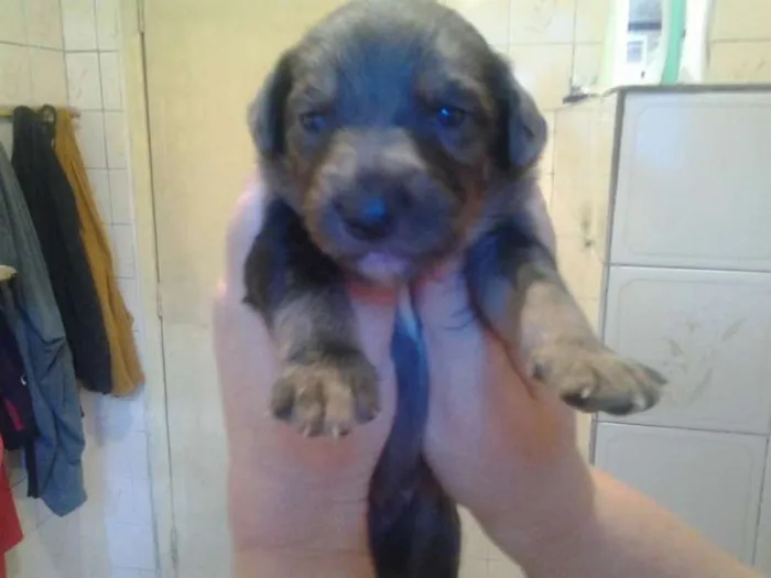 Cachorro ra a SRD idade Abaixo de 2 meses nome pierry
