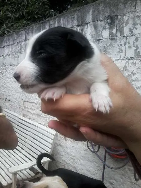 Cachorro ra a SRD idade Abaixo de 2 meses nome marry