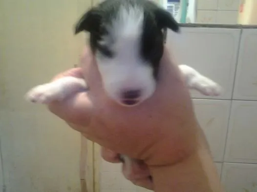 Cachorro ra a SRD idade Abaixo de 2 meses nome marry