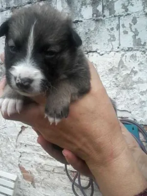 Cachorro raça SRD idade Abaixo de 2 meses nome charlote