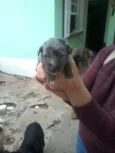 Michelly
