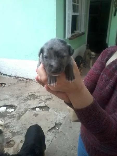Cachorro ra a SRD idade Abaixo de 2 meses nome Michelly