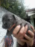 Michelly