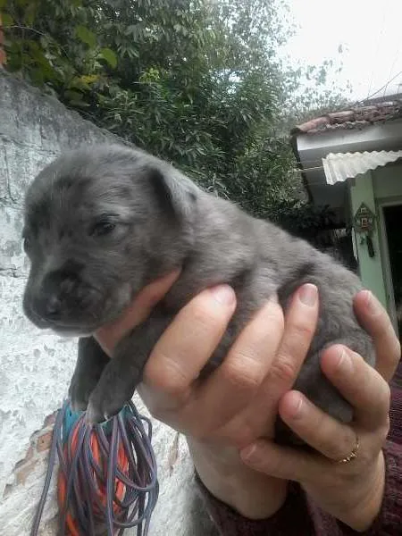 Cachorro ra a SRD idade Abaixo de 2 meses nome Michelly