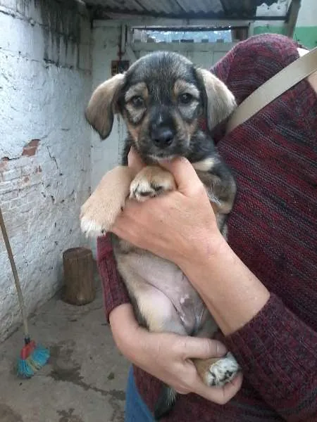 Cachorro ra a SRD idade  nome juca