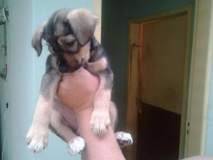 Cachorro ra a SRD idade  nome juca