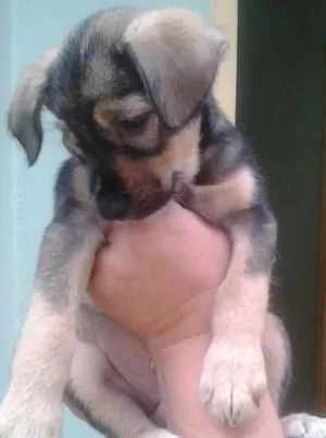 Cachorro raça SRD idade  nome juca
