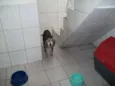 Isa