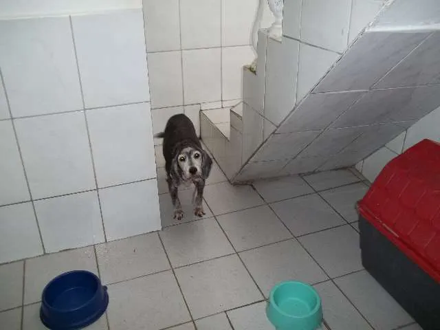 Cachorro raça Mistiço idade 6 ou mais anos nome Isa