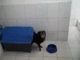 Pepê