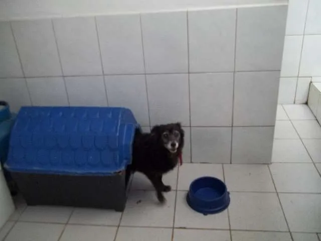 Cachorro raça Mistiço idade 6 ou mais anos nome Pepê