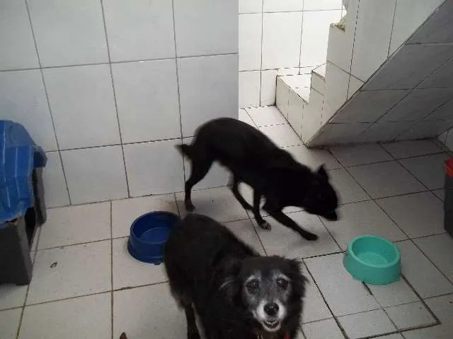 Cachorro raça Mistiço idade 6 ou mais anos nome Nina