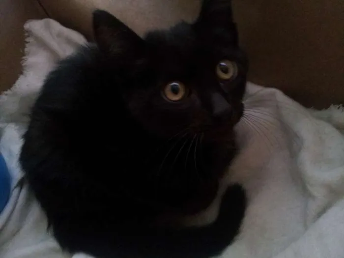 Gato raça Não tem  idade 2 a 6 meses nome Sem nome