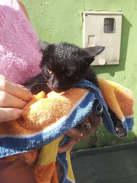 Gato raça Não tem  idade 2 a 6 meses nome Sem nome