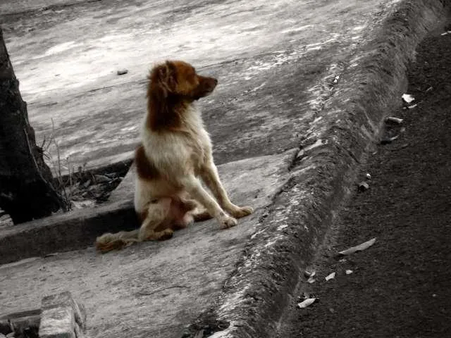 Cachorro ra a  idade Abaixo de 2 meses nome a