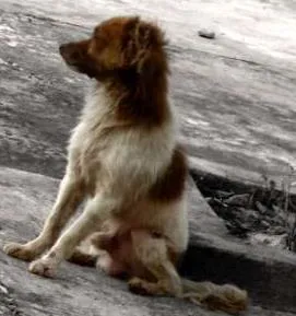 Cachorro ra a  idade Abaixo de 2 meses nome a